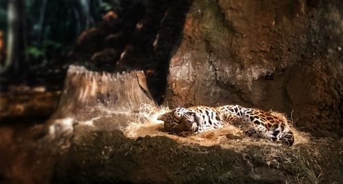 Side view of snake on rock