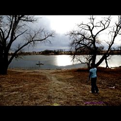 Bare trees by lake