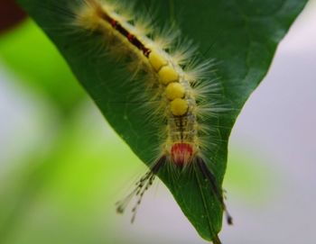 Close-up of insect on plant