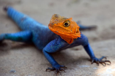 Close-up of lizard