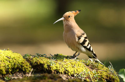 Close-up of a bird perching on a plant