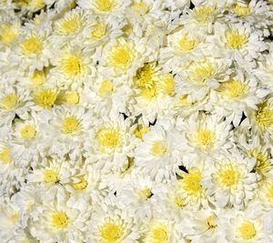 Full frame shot of yellow flowering plants