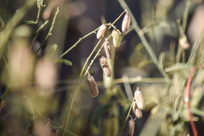 Close-up of flowering plants on field