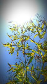 Low angle view of plant against clear sky
