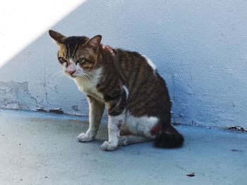 Cat sitting on wall