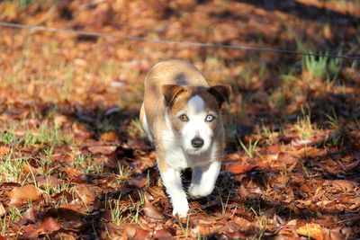 Portrait of a dog with two different colored eyes