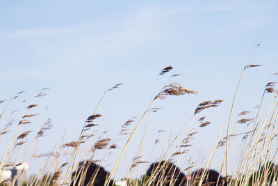 Low angle view of birds flying against sky