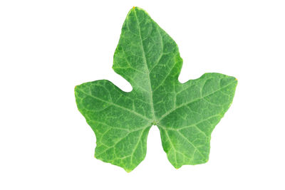 Close-up of leaves against white background