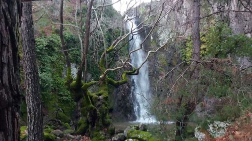 Scenic view of waterfall in forest