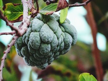 Close-up of grapes growing in vineyard