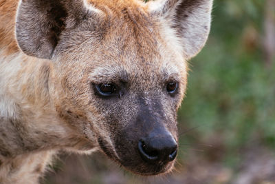 Close-up of hyena outdoors