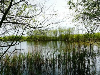 Reflection of trees in lake