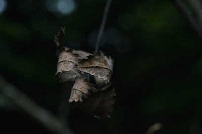 Close-up of lizard