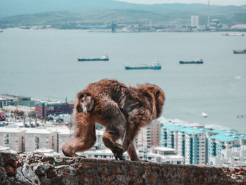 View of a city by sea