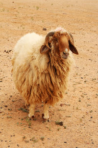 Sheep standing in a field