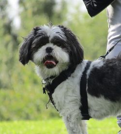 Close-up of dog sticking out tongue on field