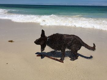 View of a dog on beach