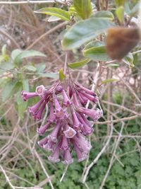 Close-up of pink flower growing on tree