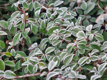 High angle view of frozen plants