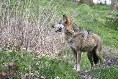 Side view of an animal on field