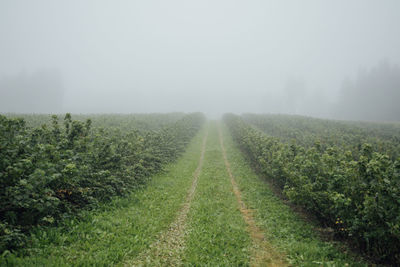 Agricultural field during foggy weather