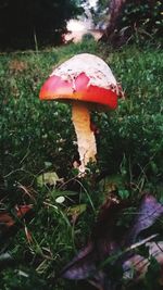 Close-up of mushrooms growing on field