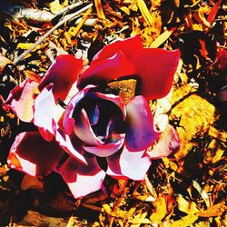 Close-up of red leaves