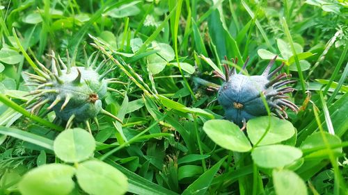 Close up of insect on plant