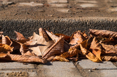 Close-up of fallen leaves on ground