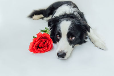 Close-up of a dog against white background