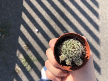 High angle view of hand holding potted plant