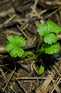 Close-up of fresh green plant