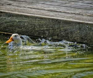 Duck swimming in lake