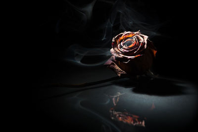 Studio shot of a dried red rose on glass plate in spot light in front of black background.