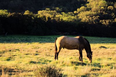Horse grazing on field