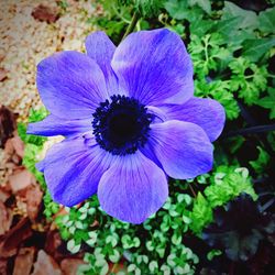 Close-up of purple flower blooming outdoors