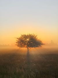 Tree on field against sky at sunset