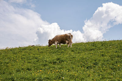 Cows grazing mountain slope against cloudy sky in background