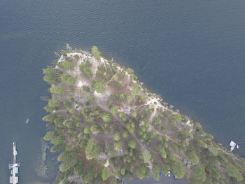 High angle view of plant by sea against trees
