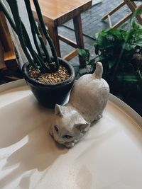 High angle view of cat by potted plants