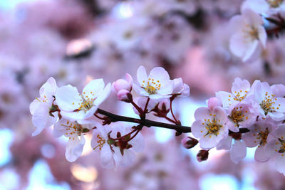 Close-up of white flowers blooming in park