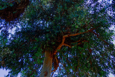 Low angle view of trees in forest