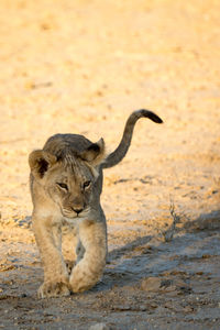 Portrait of lion