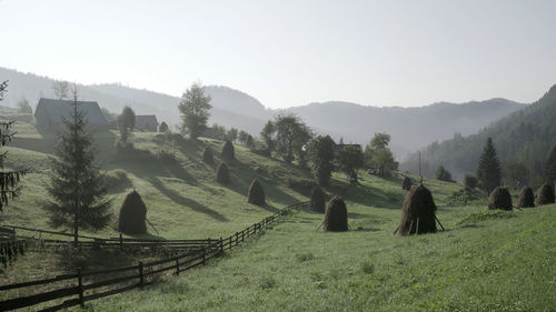 Panoramic shot of trees on field against sky