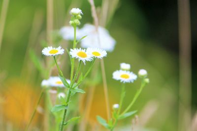 Close-up of white daisy flowers