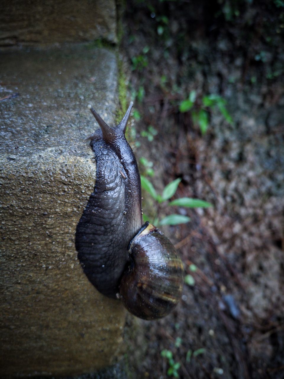 HIGH ANGLE VIEW OF SNAIL ON A SURFACE