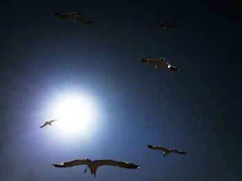 Low angle view of seagulls flying in sky