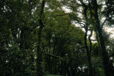 Low angle view of bamboo trees in forest