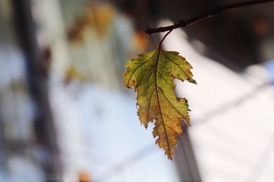 Close-up of maple leaves on twig