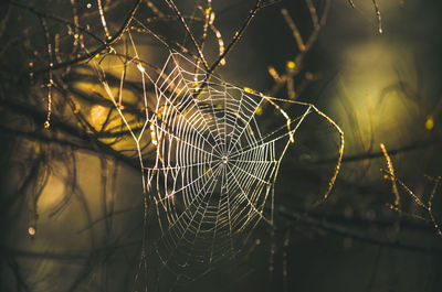 Close-up of spider on web